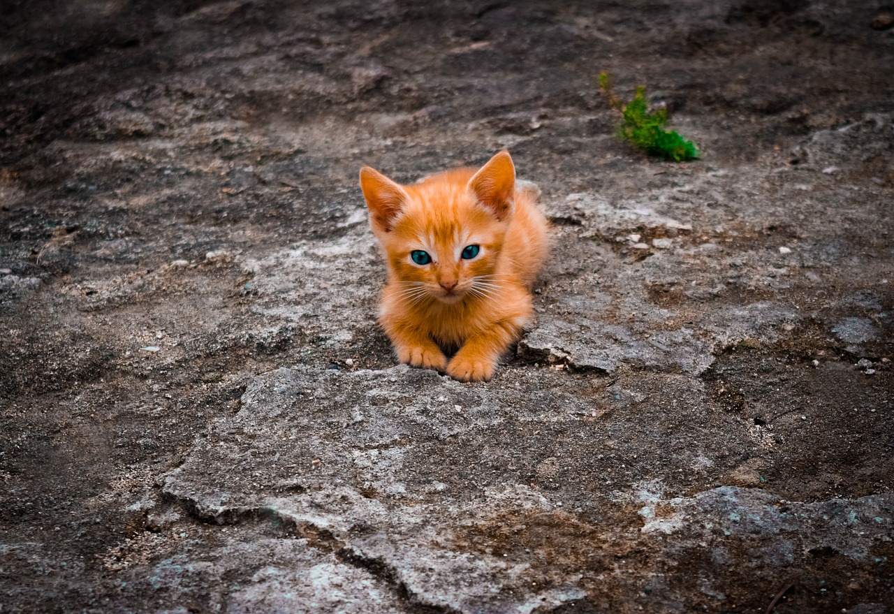 The Best Practices for Grooming Cats at Home